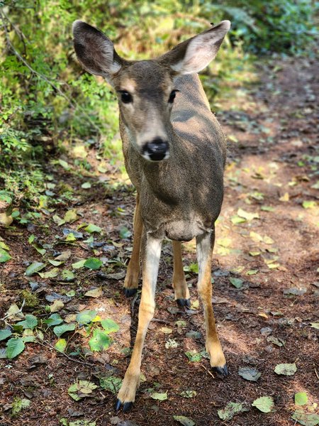Wildlife Viewing profile photo